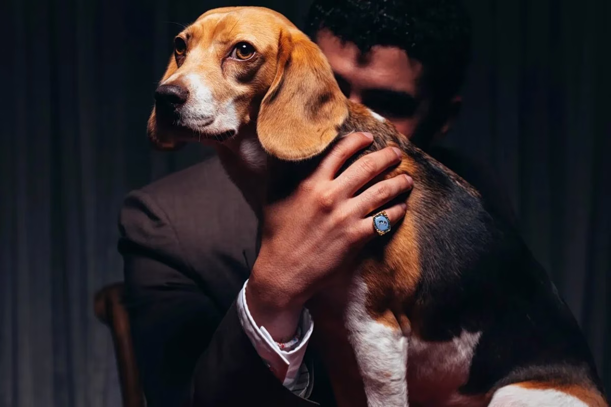 Bad Bunnys Beagle Sansa Erobert die Vogue Dogue