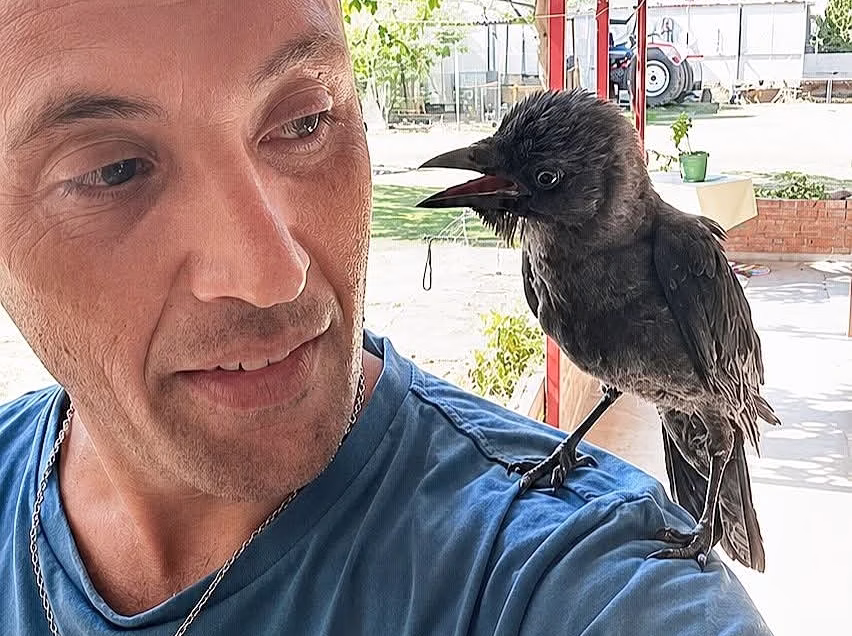 Die außergewöhnliche Freundschaft zwischen einem Feuerwehrmann und einem Raben in Xanthi geht viral