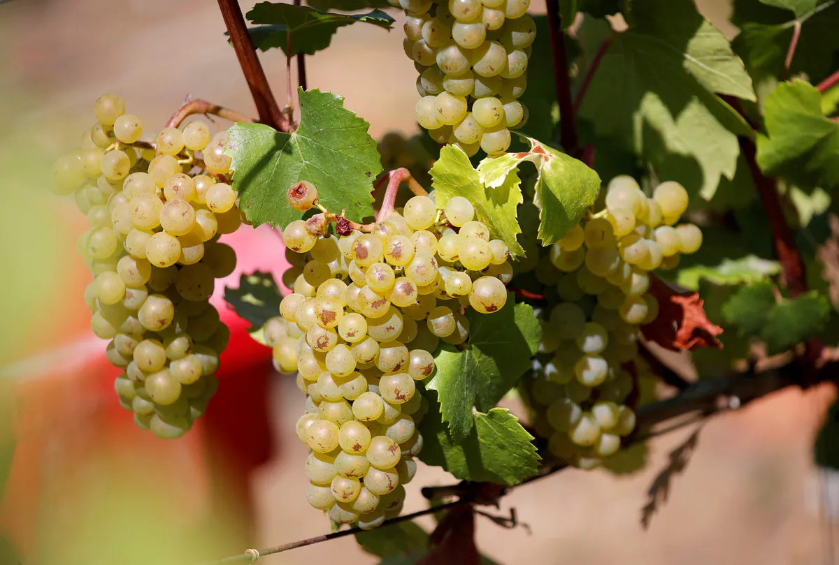 Oifirax: Erstes RNA-basiertes Fungizid im Weinbau zugelassen