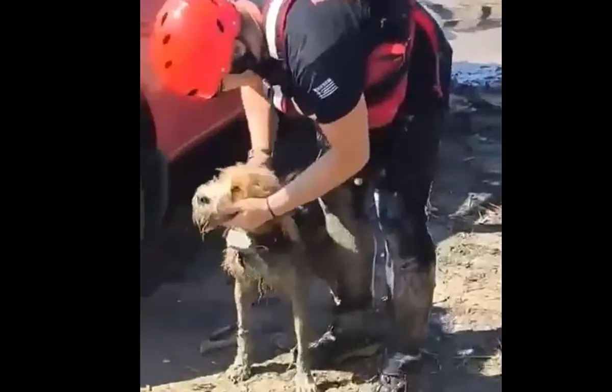 Griechenland: Feuerwehr rettet Hund aus schlammiger Insel im Stausee des Pineios-Damms