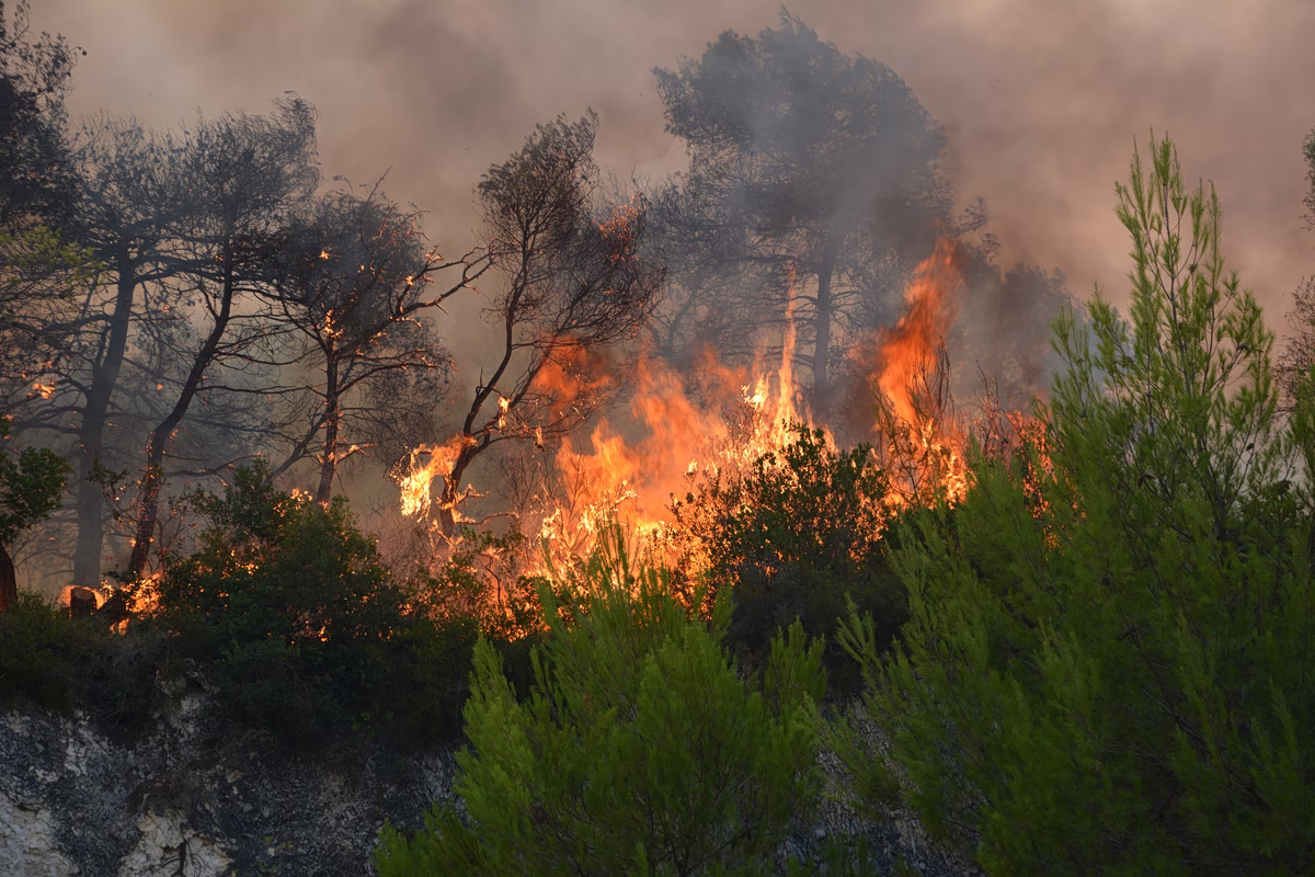 Höchste Waldbrandgefahr für Donnerstag erwartet: Warnstufe 5 ausgerufen