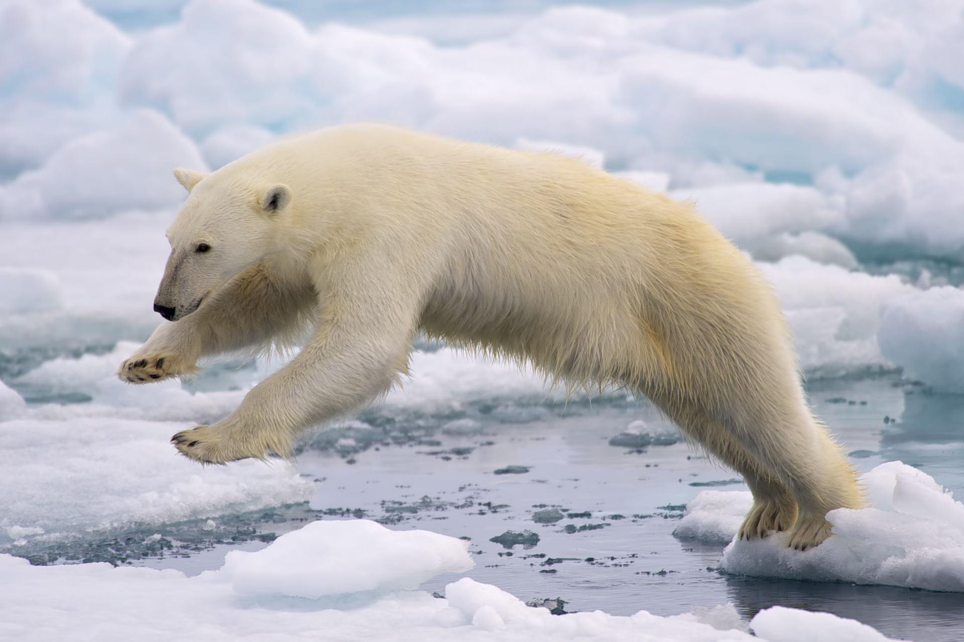 Hohes Bußgeld nach Störung eines Eisbären in der Arktis