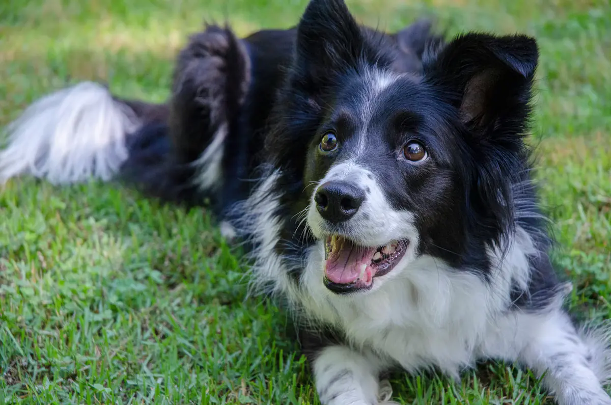 Hunde lernen neue Wörter durch heimliches Zuhören