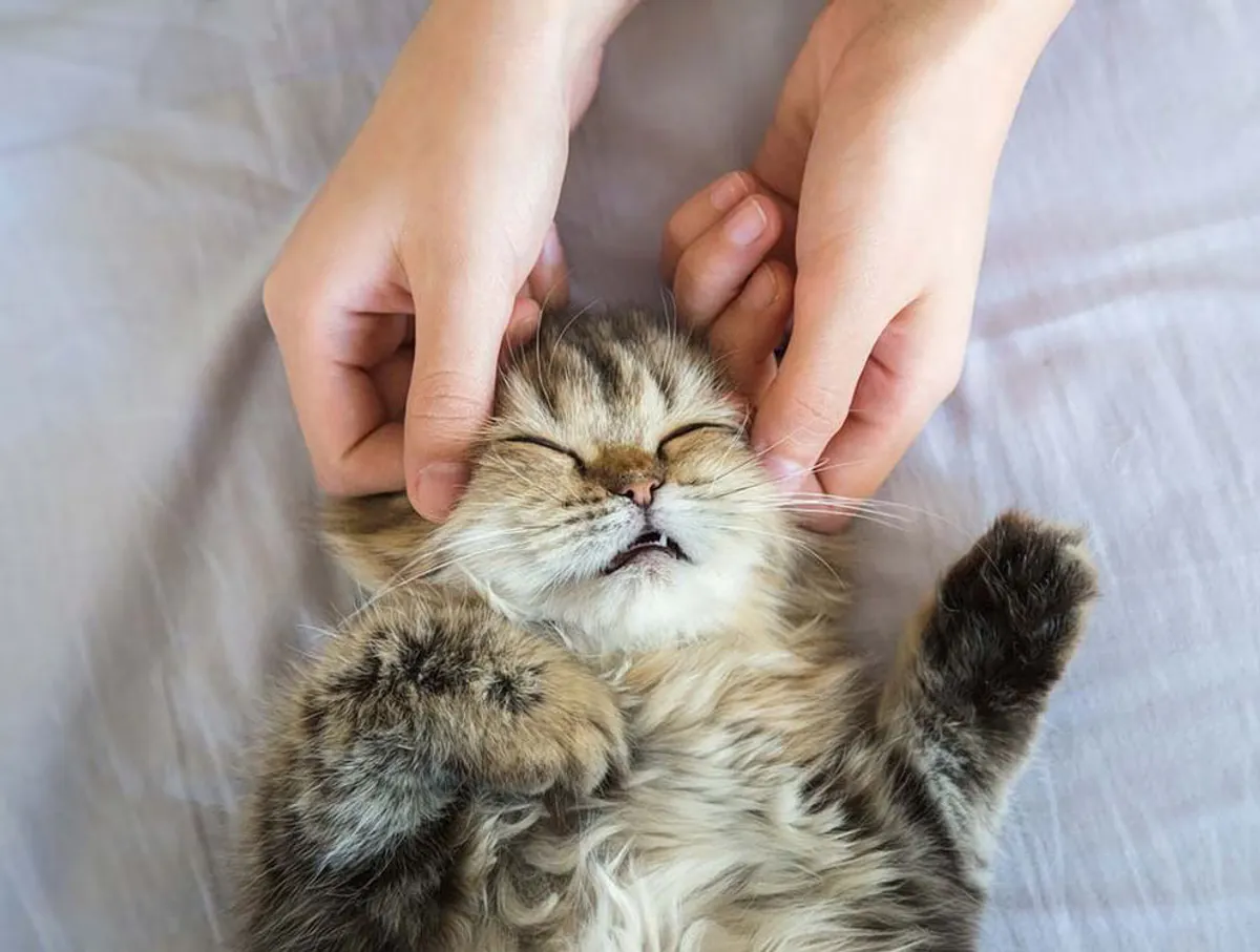 Warum Katzen Massage lieben – Vorteile für Ihren vierbeinigen Freund