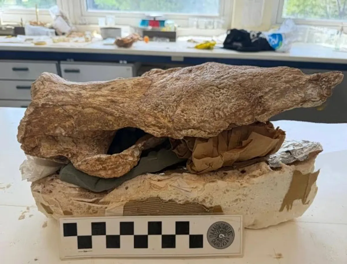 Nashornschädel in Sitia: Ein 8,5 Millionen Jahre alter Fund