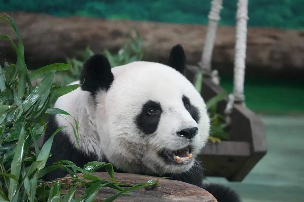 Panda-Diplomatie: Die Rückkehr der Botschafter in die USA