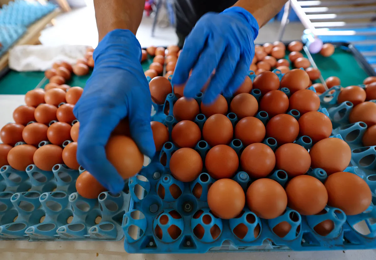 Salmonellen-Ausbruch in Belgien: Über 300 Fälle durch kontaminierte Eier