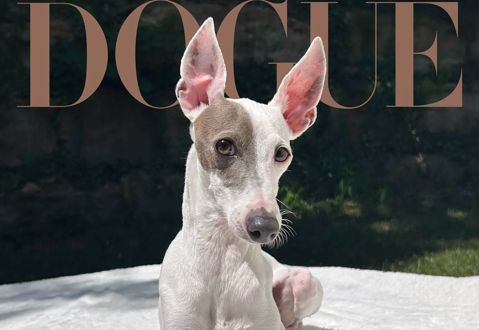 Sir Spud ziert das Vogue-Cover als Gewinner des Dogue-Wettbewerbs 2026