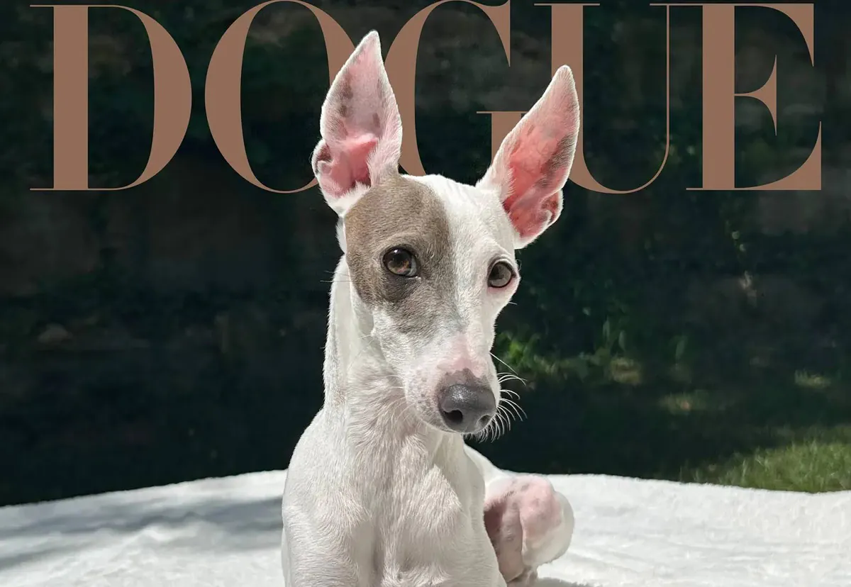 Sir Spud ziert das Vogue-Cover als Gewinner des Dogue-Wettbewerbs 2026
