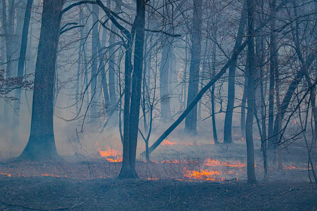 Der unsichtbare Krieg: Wie militärische Konflikte die Umwelt zerstören