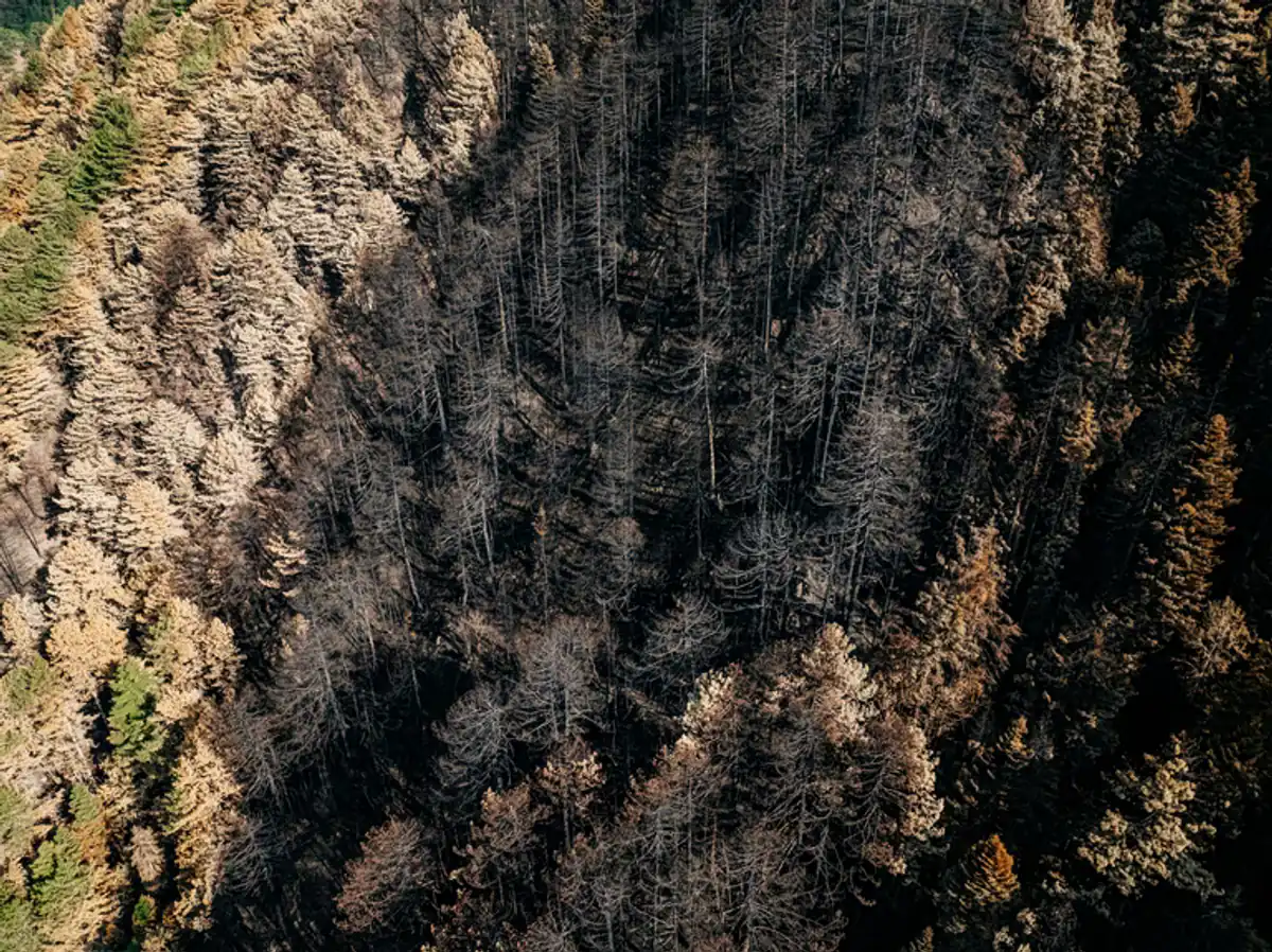 WWF Griechenland und MedINA bewerten nach Autopsie und Satellitendaten: 90 Prozent der Fläche zeigen nur Oberflächenbrand, 1.000 Hektar Kronenbrand auf dem Kamm. Die Klimakrise macht Hochgebirgsfeuer häufiger und intensiver.
