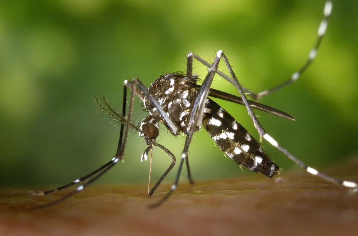 West-Nil-Virus: Attika im Fokus des Ausbruchs – Experten warnen vor steigenden Fallzahlen