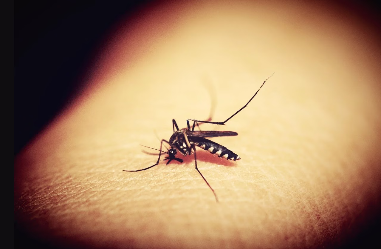 West-Nil-Virus: Steigende Fallzahlen und intensive Bekämpfungsmaßnahmen in Attika