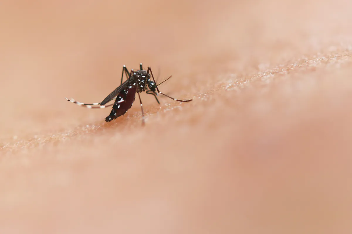 West-Nil-Virus fordert fünf Todesopfer in Nordmazedonien