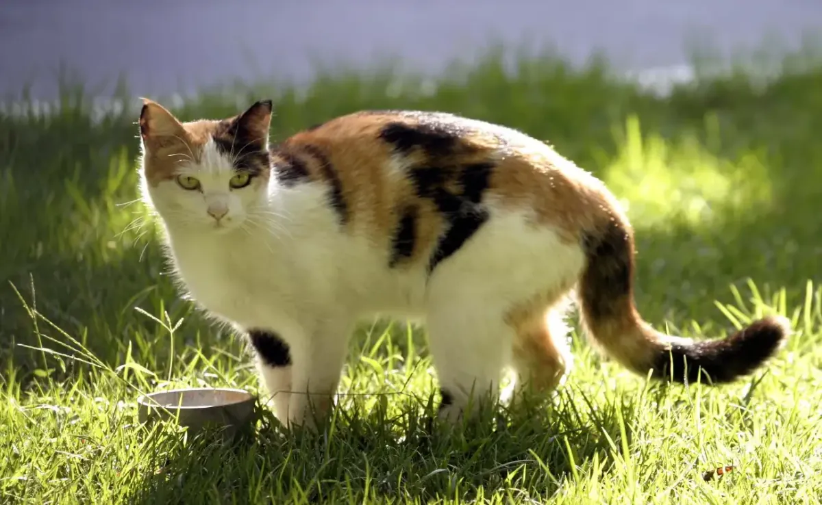 Zakynthos: Frau wegen Tötung einer Katze festgenommen – Bußgeld von 30.000 Euro verhängt