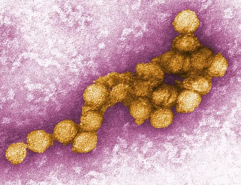 ECDC West-Nil-Virus: Rekordzahlen in Europa 2026 gemeldet
