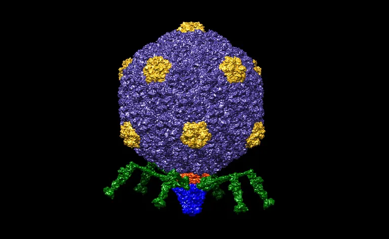 KI-designtes Virus als Therapie: Ein Meilenstein in der Medizin