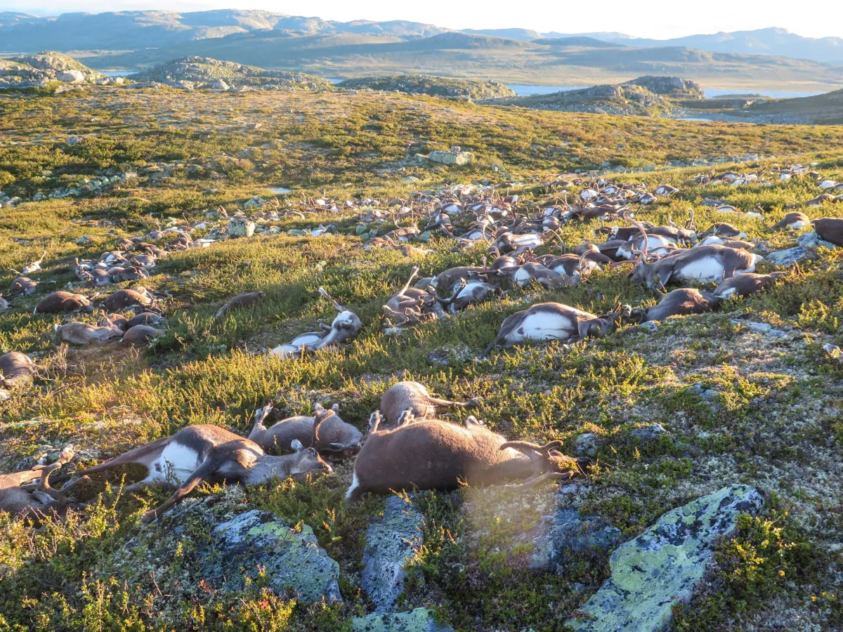 Unerklärliche Todesfälle unter Rentieren auf Spitzbergen: Ein wachsendes Rätsel