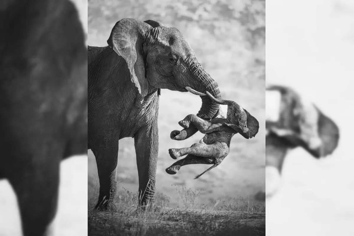 Wildlife Photographer of the Year 2026: Die besten Bilder