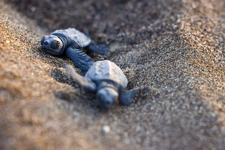 Klimawandel und Caretta caretta: Geschlechterverhältnis sinkt