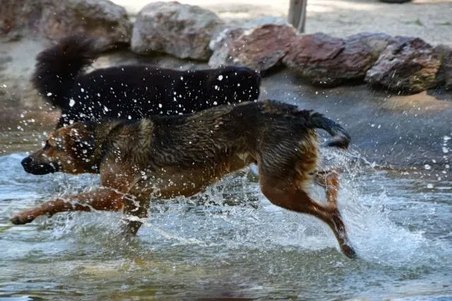 Hundepark Ano Pefki: Moderne Infrastruktur für Begleithunde