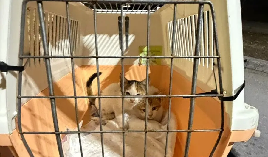 Rettungsaktion Katzen Rhodos: Rettung aus dem Müllwagen
