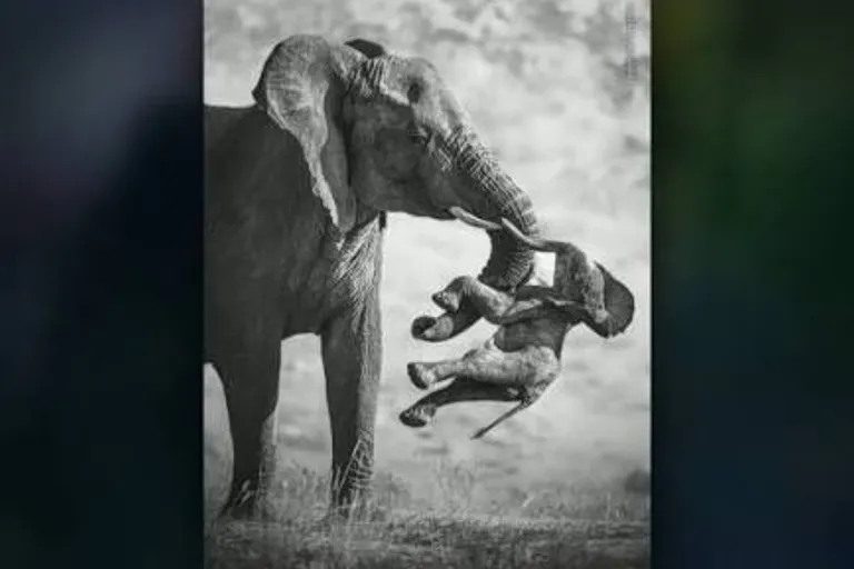 Federico Veronesi Elefant: Ein preisgekröntes Bild des Schmerzes