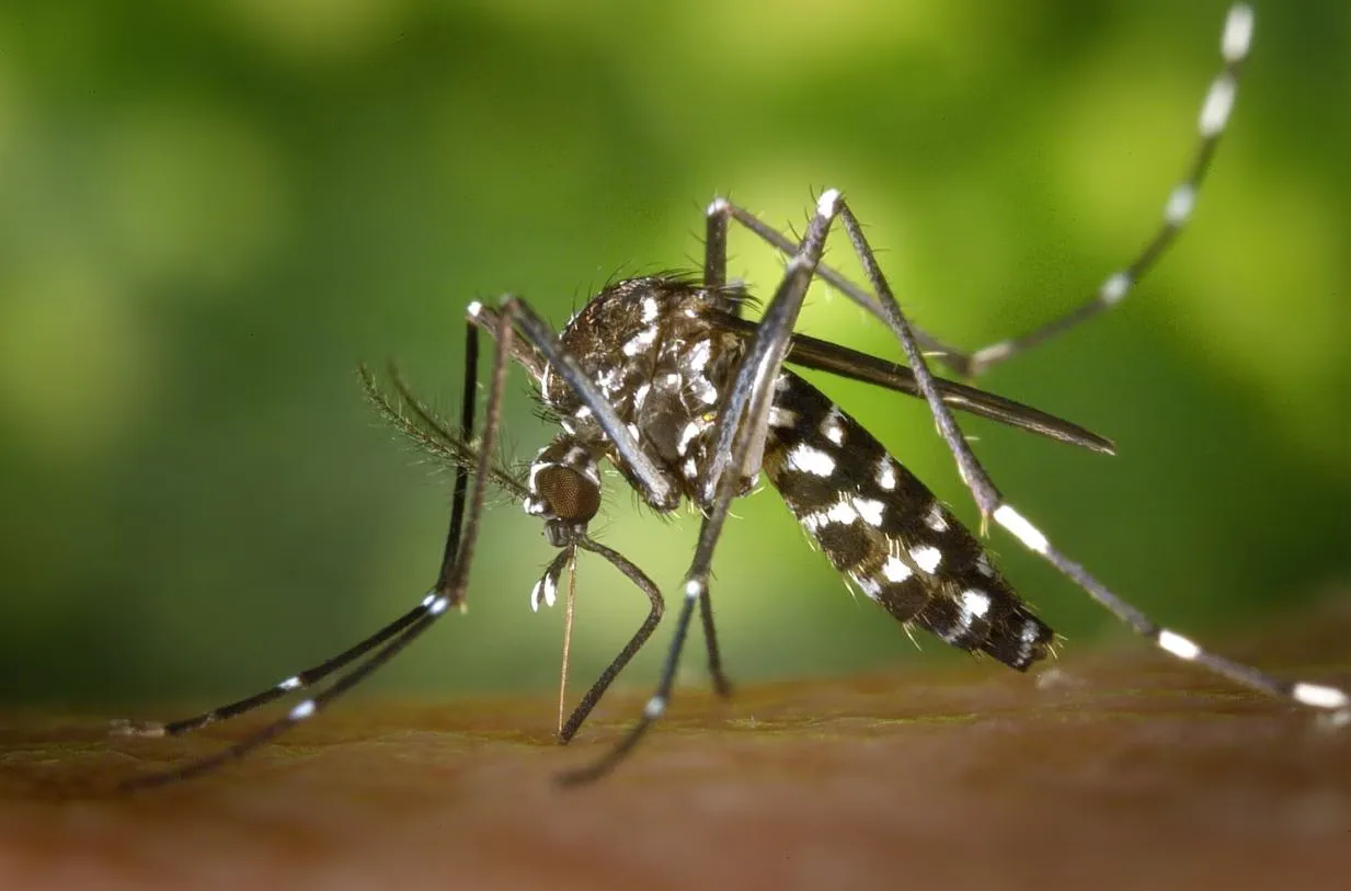 West-Nil-Virus: Attika im Fokus des Ausbruchs – Experten warnen vor steigenden Fallzahlen